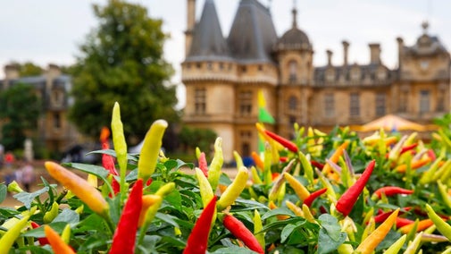 Chilli Fest